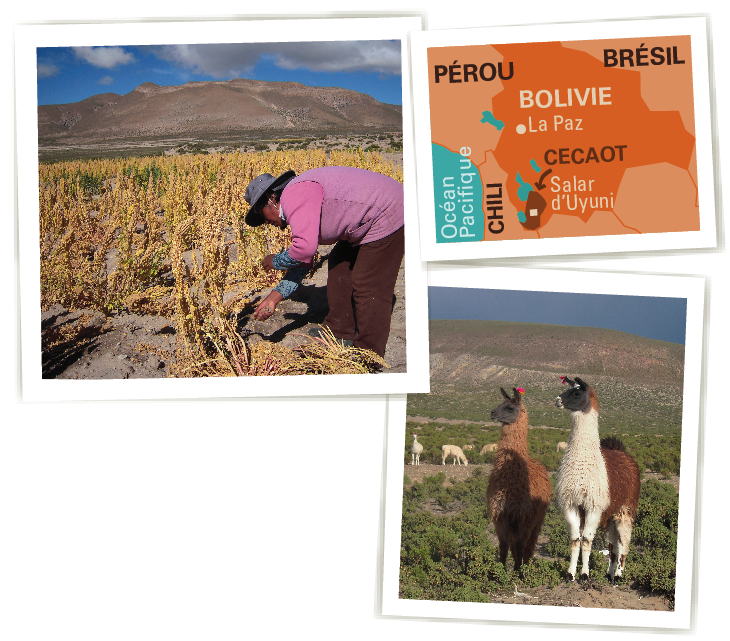 cecaot quinoa bio equitable ethiquable