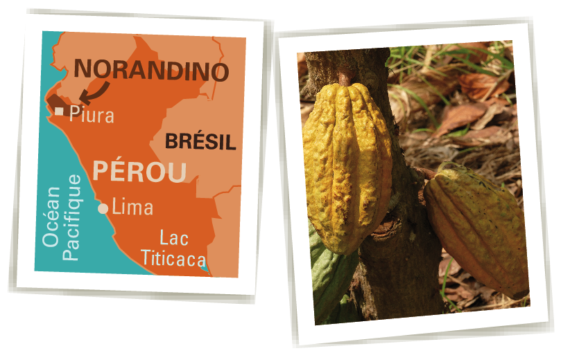 norandino cacao bio équitable pérou Ethiquable