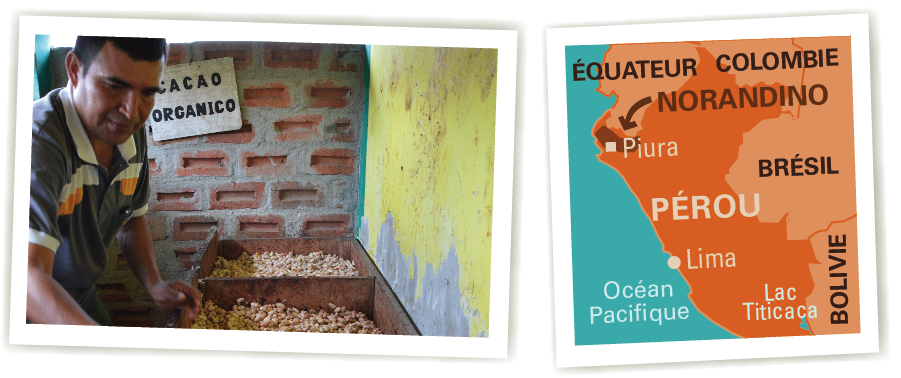 cacao pérou norandino ethiquable