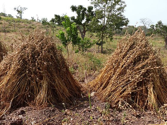 coopake ethiquable burkina sesame bio equitable