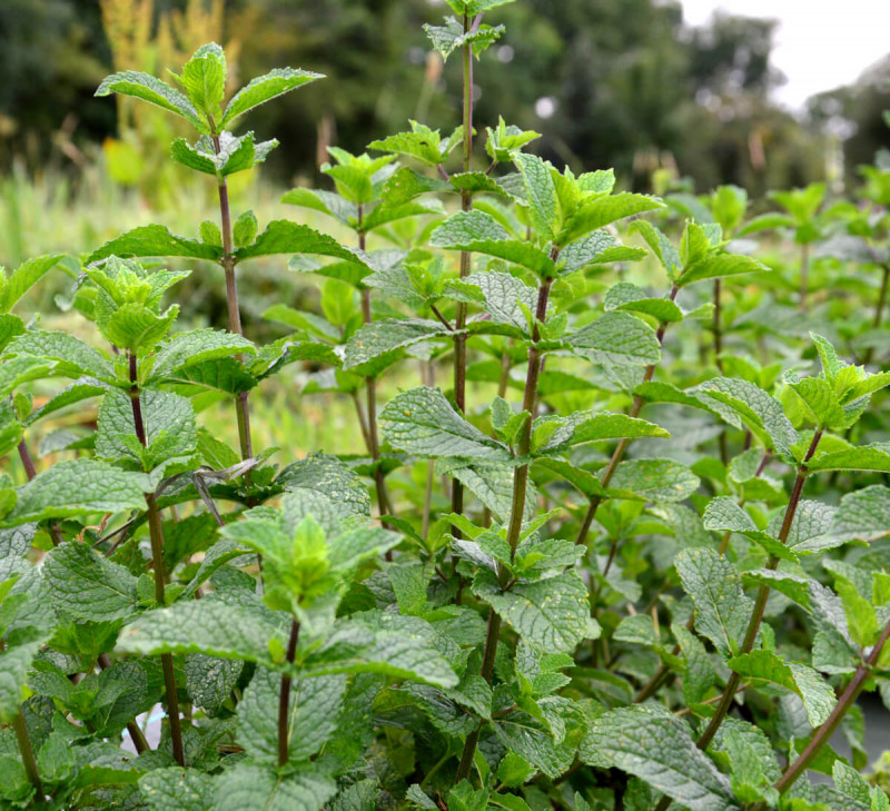 Tisane menthe poivrée Biologique Équitable