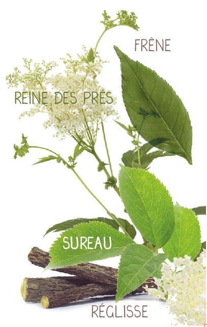 infusion detox plantes