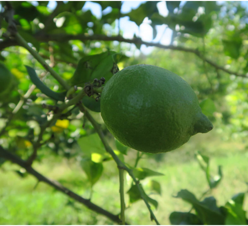 gros plan-citron-corse-france-equitable-bio-coop uni vert ethiquable