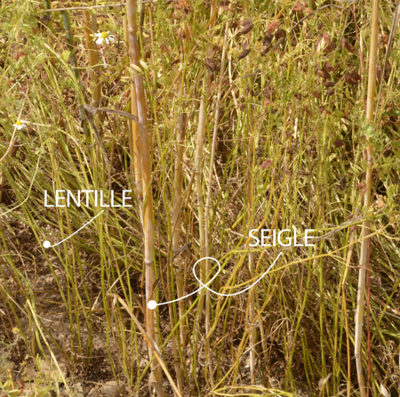 lentille seigle champs biocer