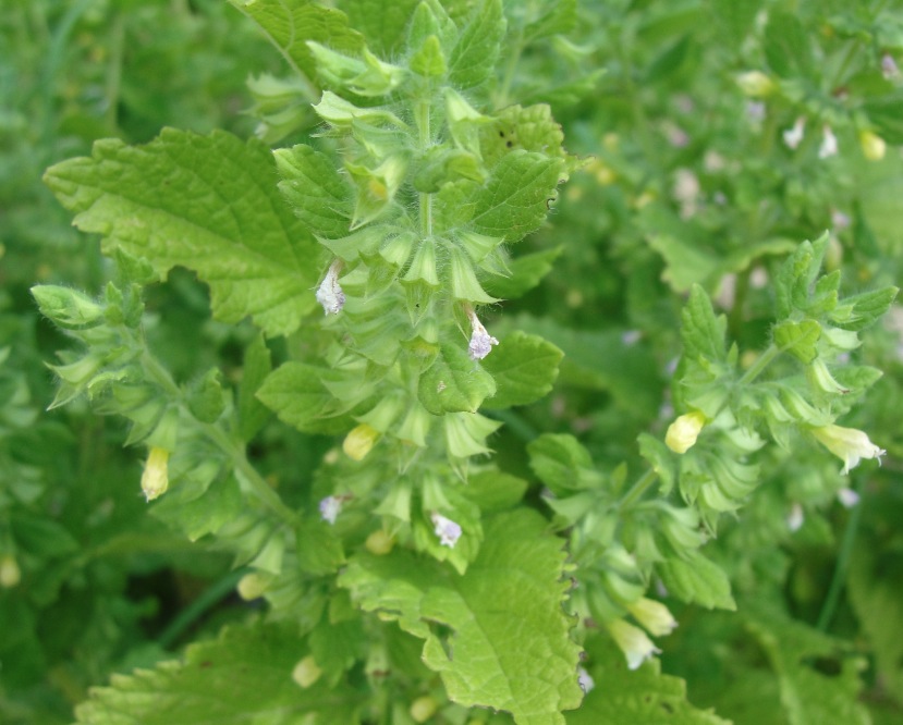 culture mélisse bio