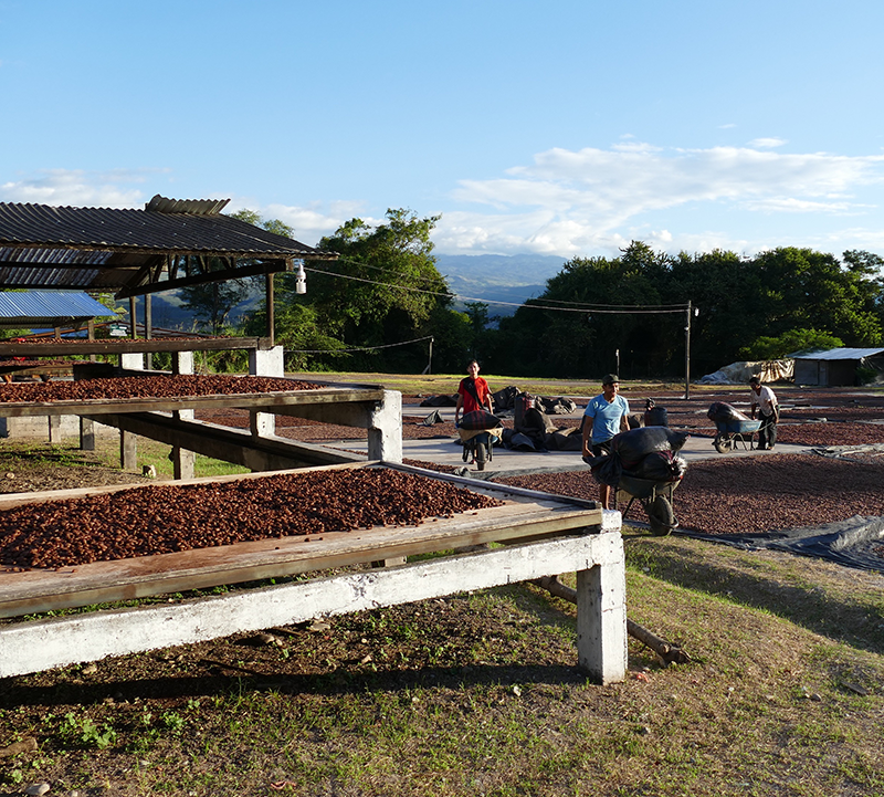 norandino cacao équitable bio