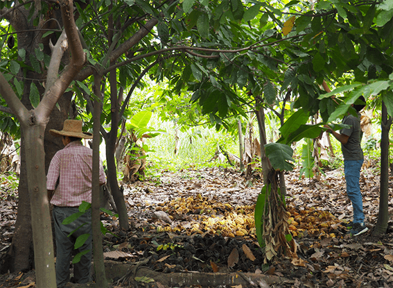 noradino parcelle cacao