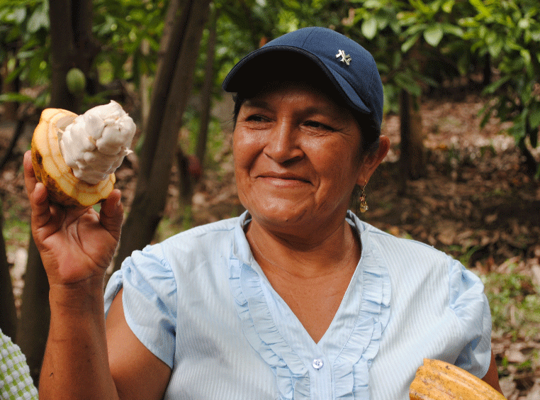 norandino perou cacao