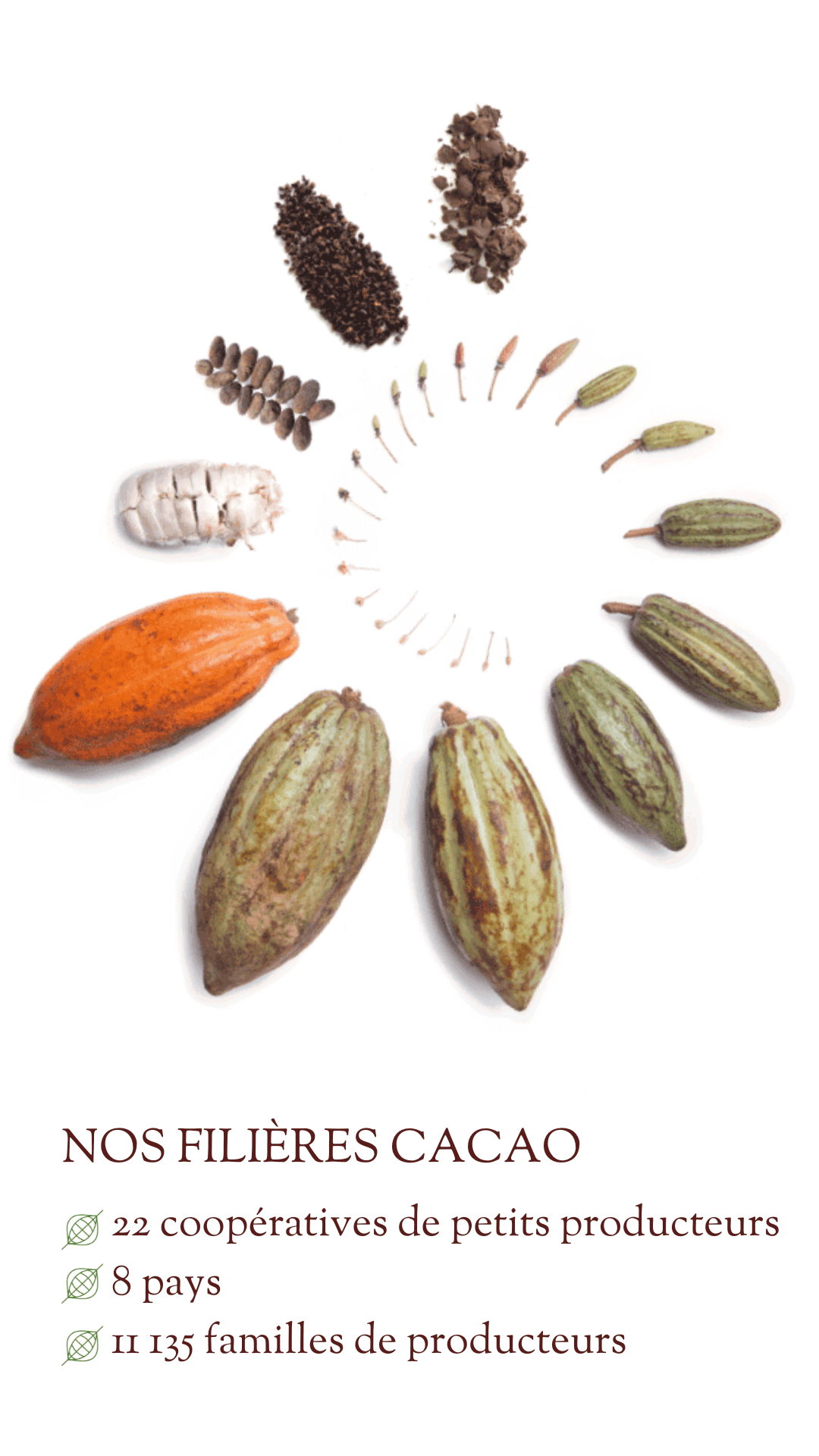 filière cacao