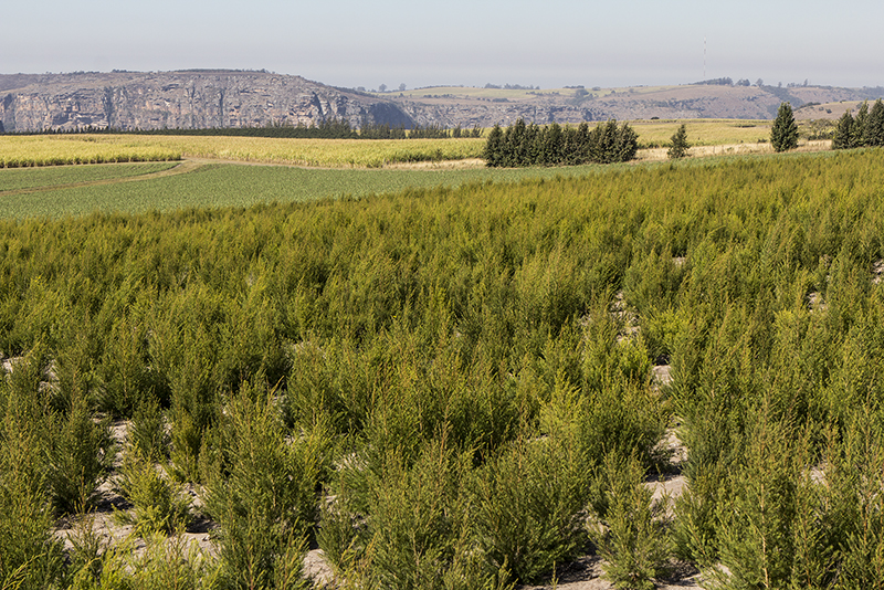 oribi tea tree bio équitable ethiquable