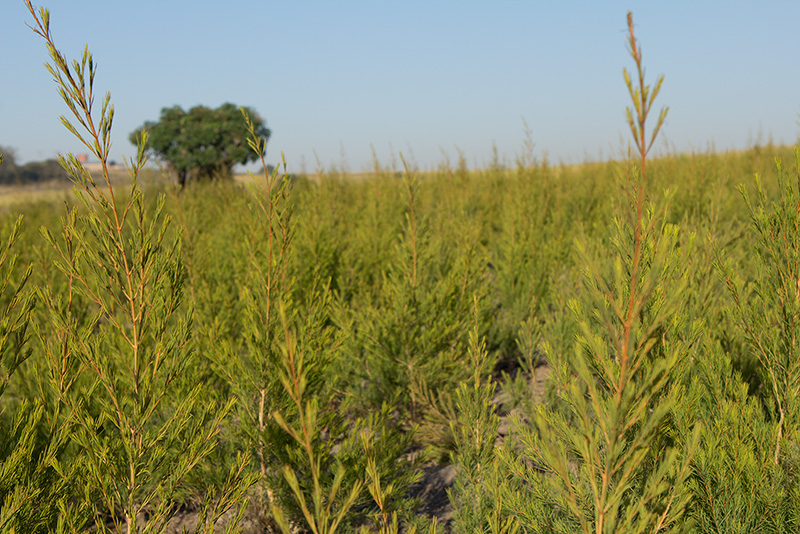 oribi tea tree bio équitable ethiquable