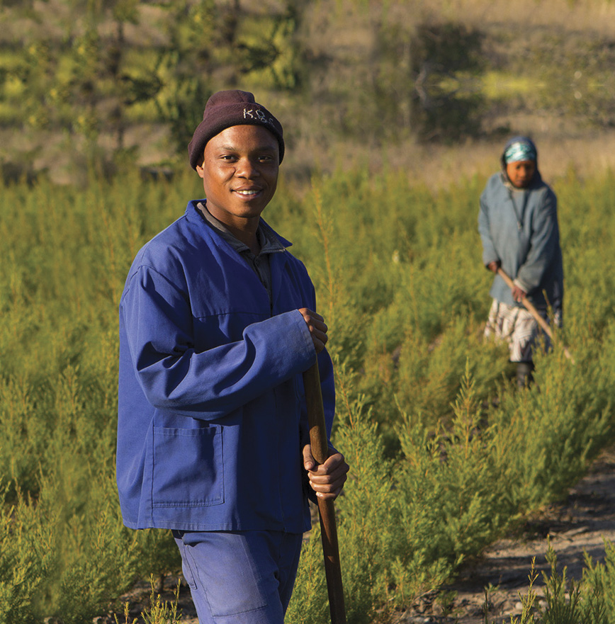 Récolte de tea tree équitable en Afrique du Sud - Oribi Oil