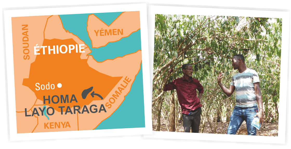 origine cafe ethiopie bio équitable ethiquable moka