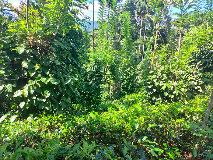 Agroécologie au Sri Lanka