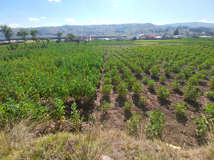 impact de l'utilisation de biofertilisant en Equateur