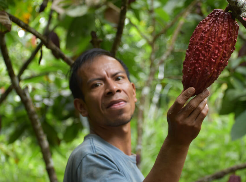 alto urubamba pérou cacao equitable bio ethiquable