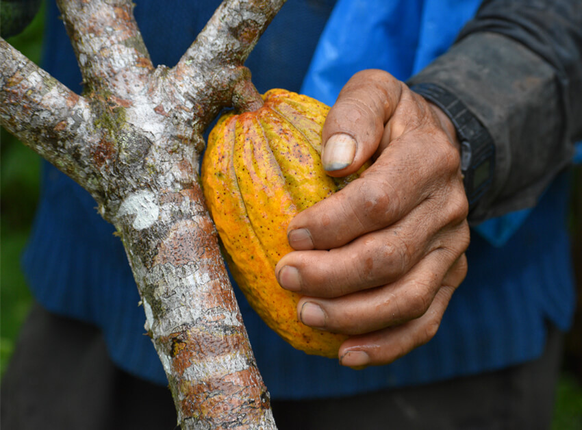 alto urubamba pérou cacao equitable bio ethiquable