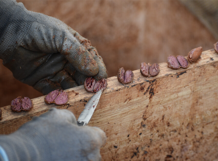 alto urubamba pérou cacao equitable bio ethiquable