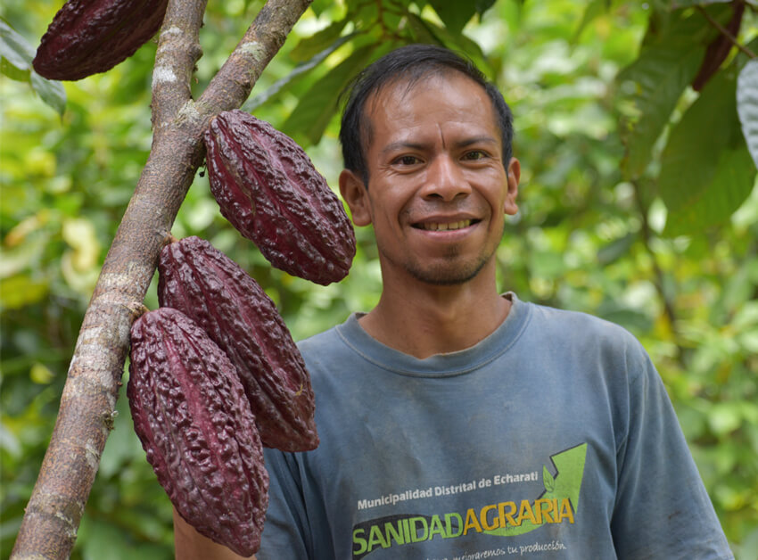 alto urubamba pérou cacao equitable bio ethiquable