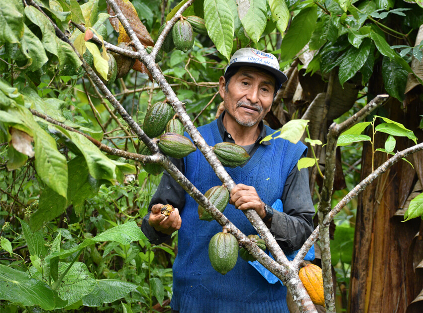 alto urubamba pérou cacao equitable bio ethiquable