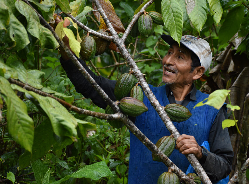 alto urubamba pérou cacao equitable bio ethiquable
