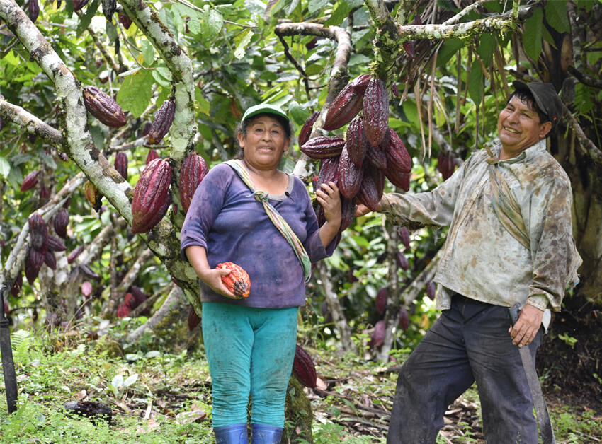 alto urubamba pérou cacao equitable bio ethiquable