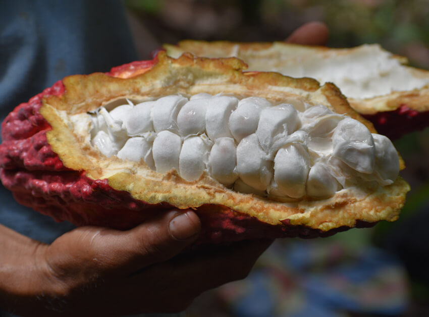 alto urubamba pérou cacao equitable bio ethiquable