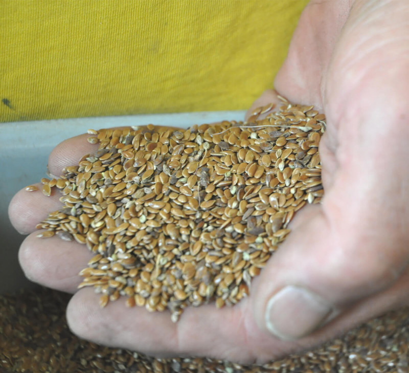 main graine petit epeautre france equitable bio ethiquable qualisol