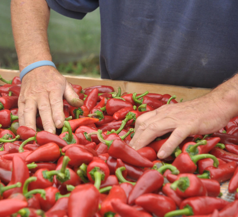 piment recolte main esplette bio ethiquable