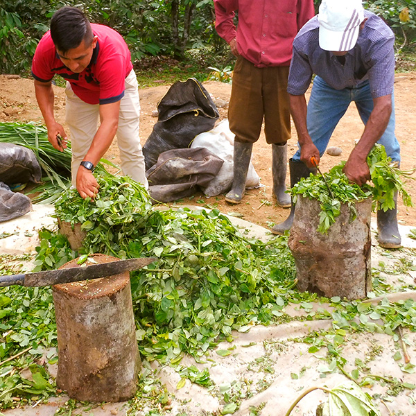 Fabrication de biofertilisants par les producteurs