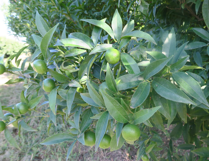prod-citron-corse-coop uni vert-equitable-bio ethiquable