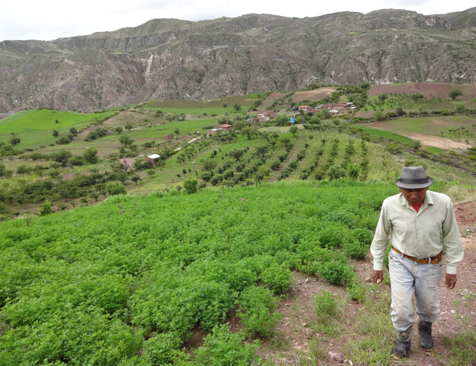 graine de chia frutos del andes