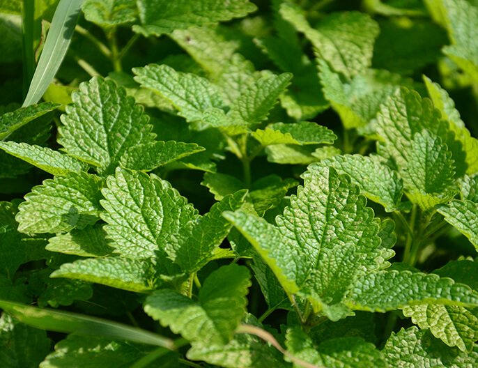 culture menthe bio sicarappam