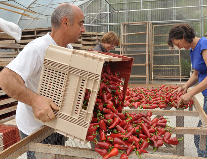 producteur piment espelette bio ethiquable