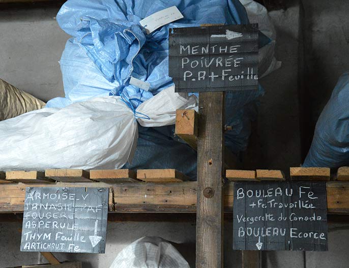 stock plantes aromatiques viva plantes Ardèche