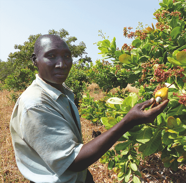 producteur coopake cajou Burkina