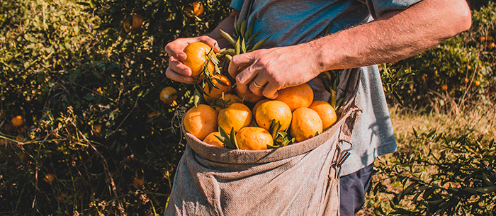 Production orange bio au Brésil