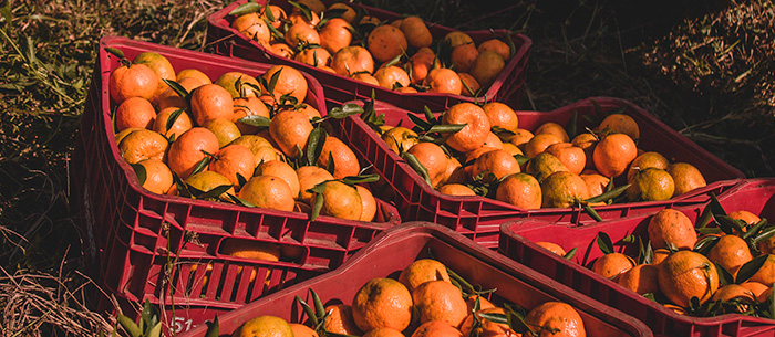 Production orange bio au Brésil