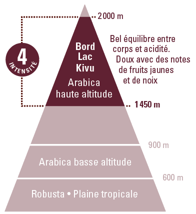 profil aromatique arabica grain Congo bord Lac Kivu ethiquable equitable bio
