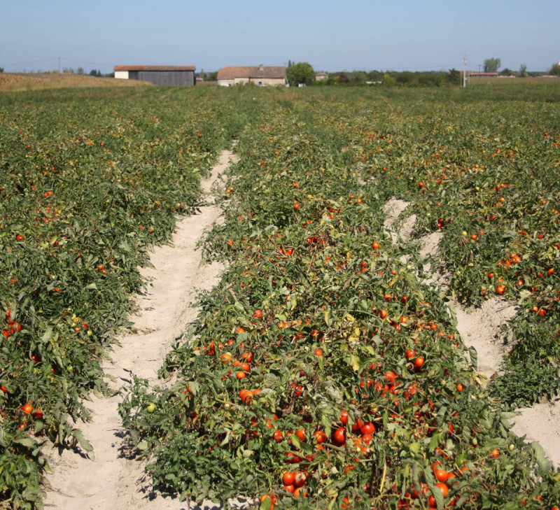 tomate bio équitable en france