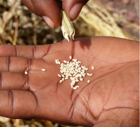 coopake burkina sésame bio équitable