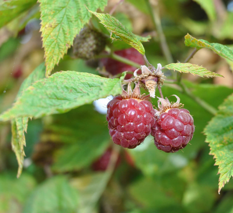 puree-pomme-framboise-france-equitable-bio