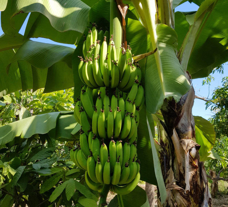 banane urocal