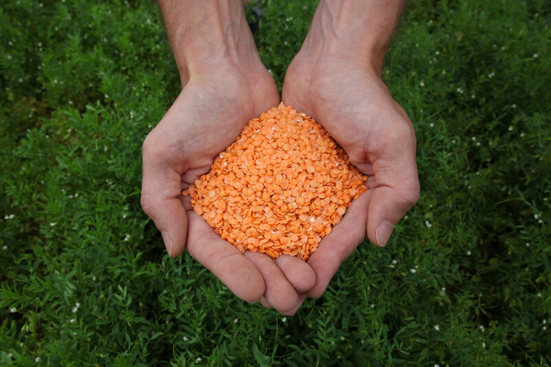 Farines et légumineuses bio cultivées dans le Gers