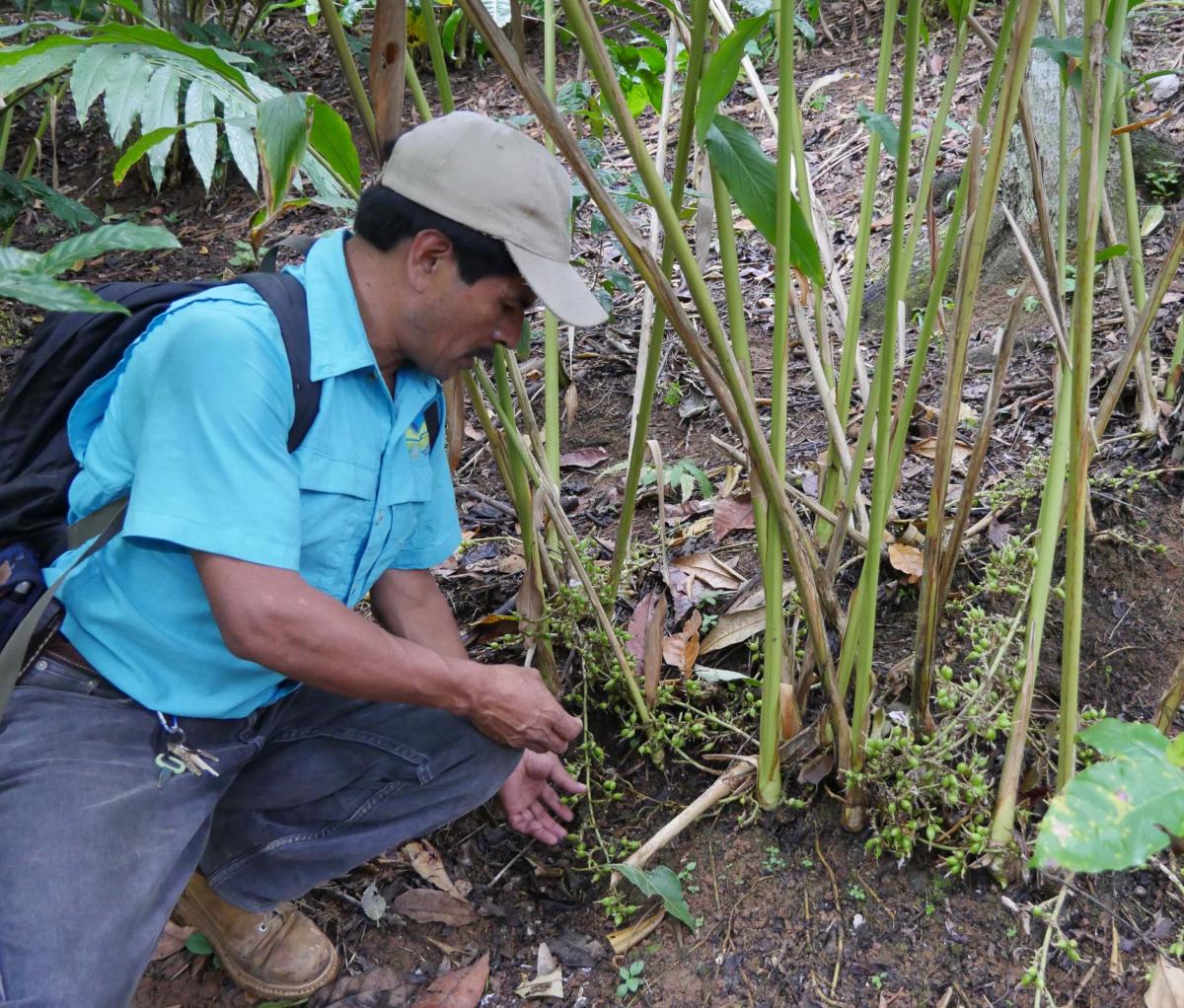 cardamome récolte apodip Guatemala