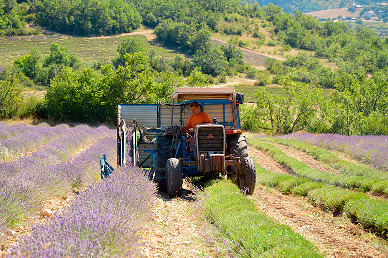 Récolte de lavande bio dans la Drôme - France Lavande