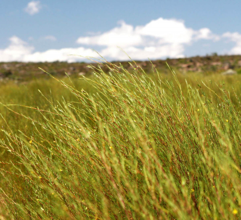 ETHIQUABLE rooibos-vrac-afrique-equitable-bio