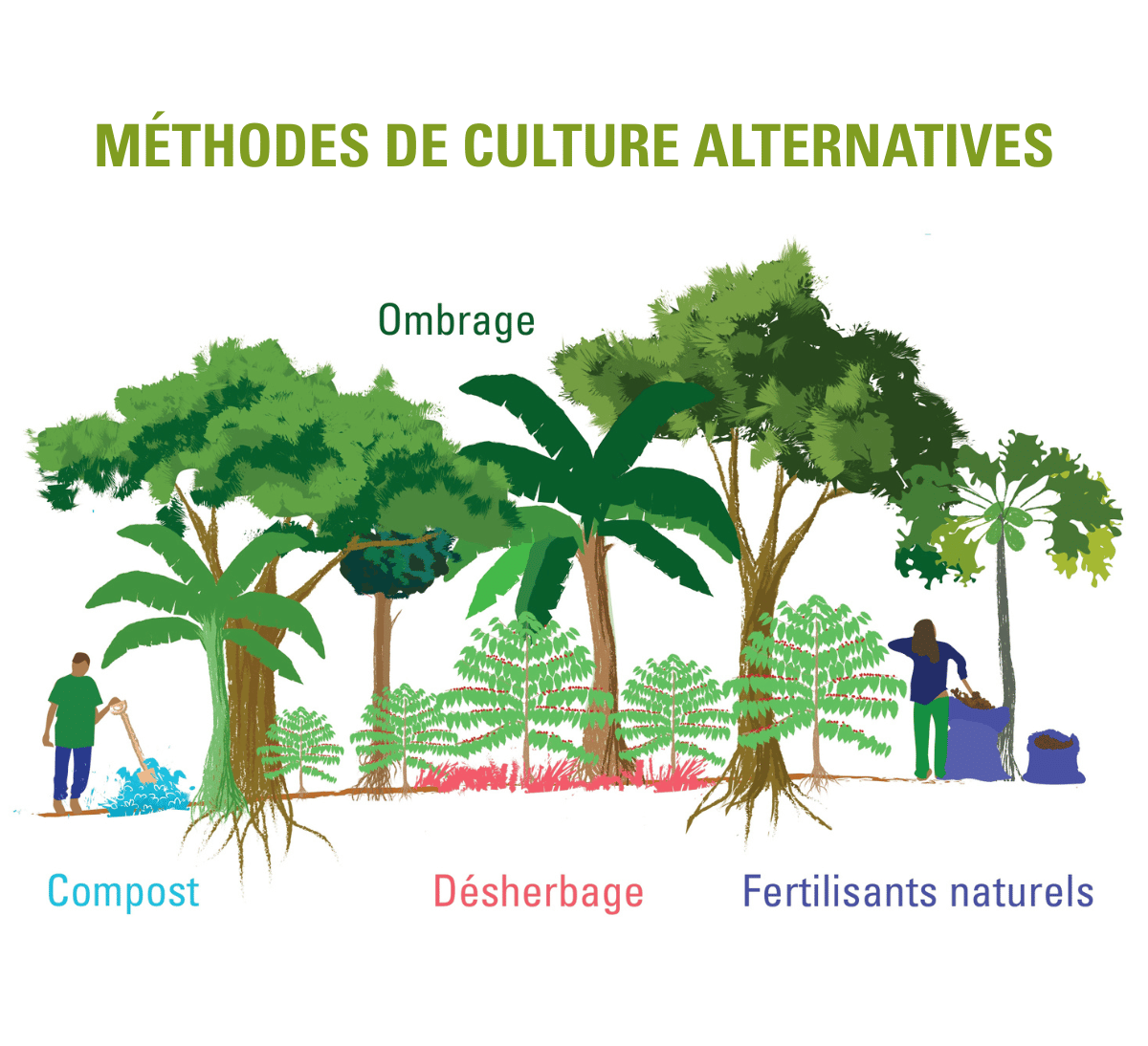 Schéma café agroforestier en conversion