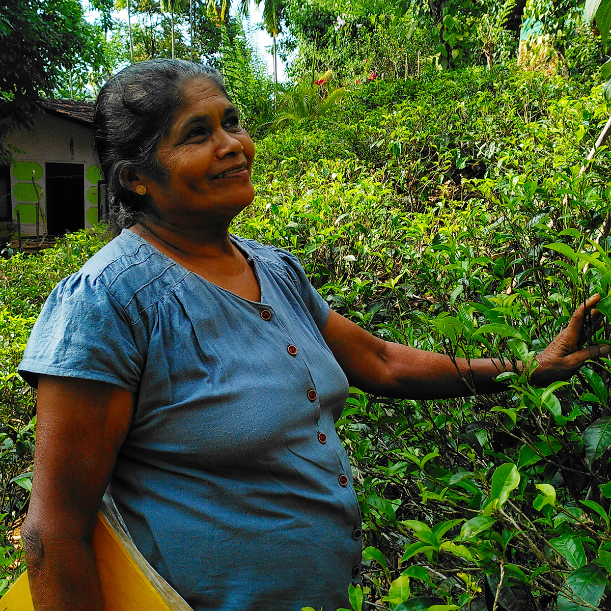 Thé Sri Lanka : 20 ans de commerce équitable