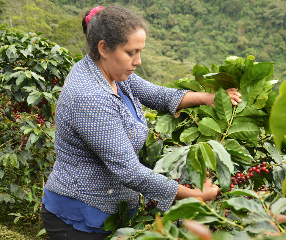 Café Pérou BIO en dosettes souples – Cafés Coïc